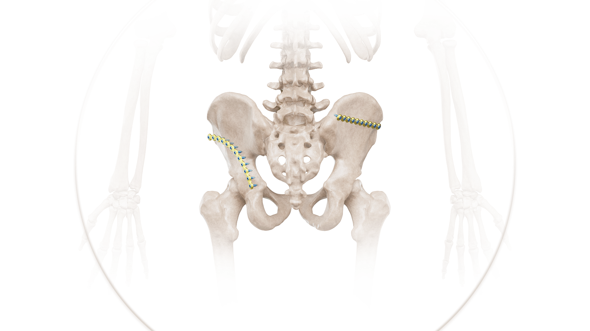 Pelvis